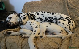 Dalmatian dogs for sale: Potential rehome - male LUA Dalmatian  - Advert 37