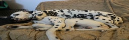 Dalmatian dogs for sale: Potential rehome - male LUA Dalmatian  - Advert 37