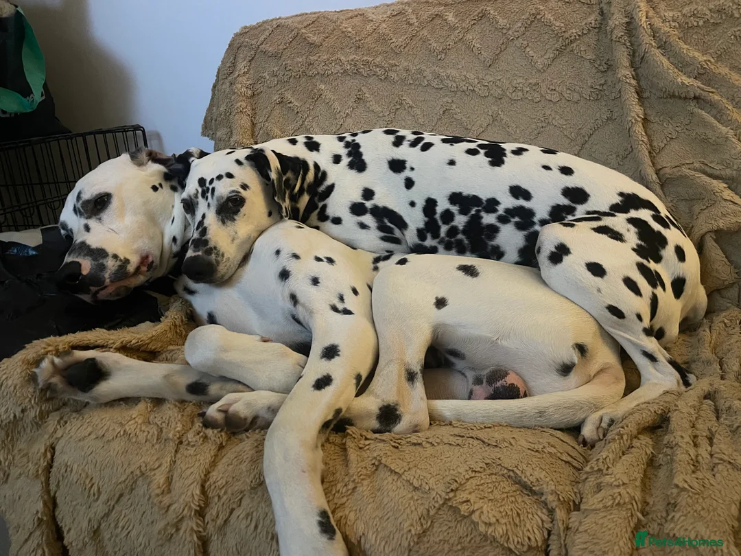Dalmatian dogs for sale: Potential rehome - male LUA Dalmatian  - Advert 37