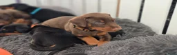 Dobermann dogs for stud: HEALTH TESTED STANLEY FOR STUD DUTIES - Advert 23