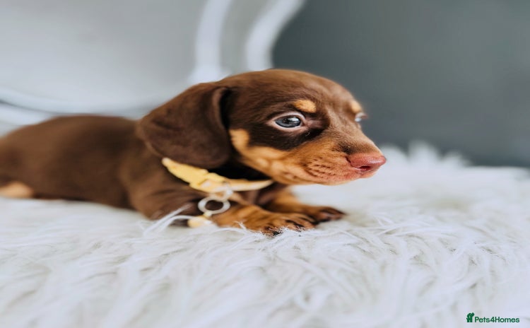 Miniature Dachshund dogs - Advert 3