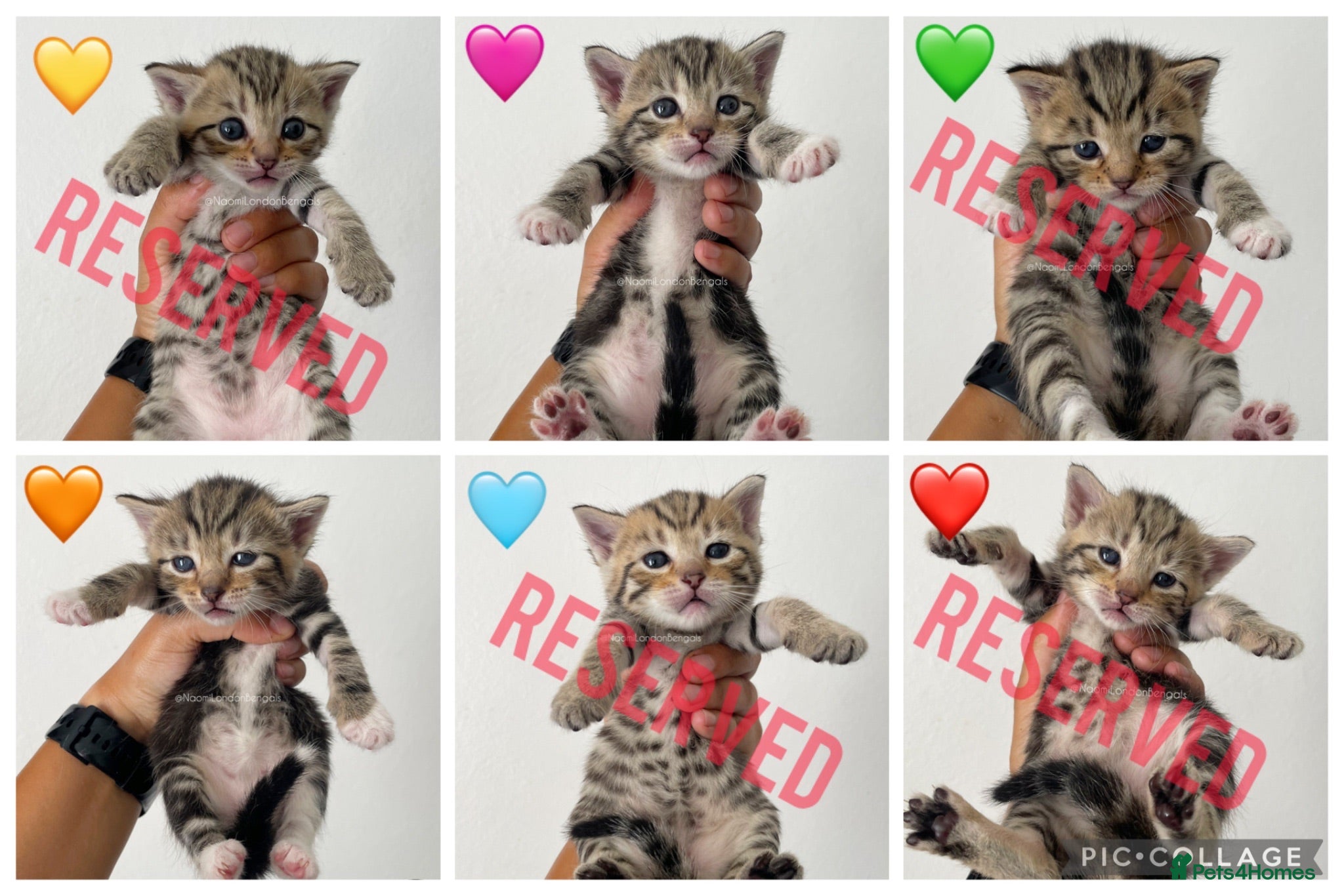 Bengal cats 🌈 BENGAL KITTENS 🌈 ⭐️⭐️⭐️⭐️⭐️ - Advert 2