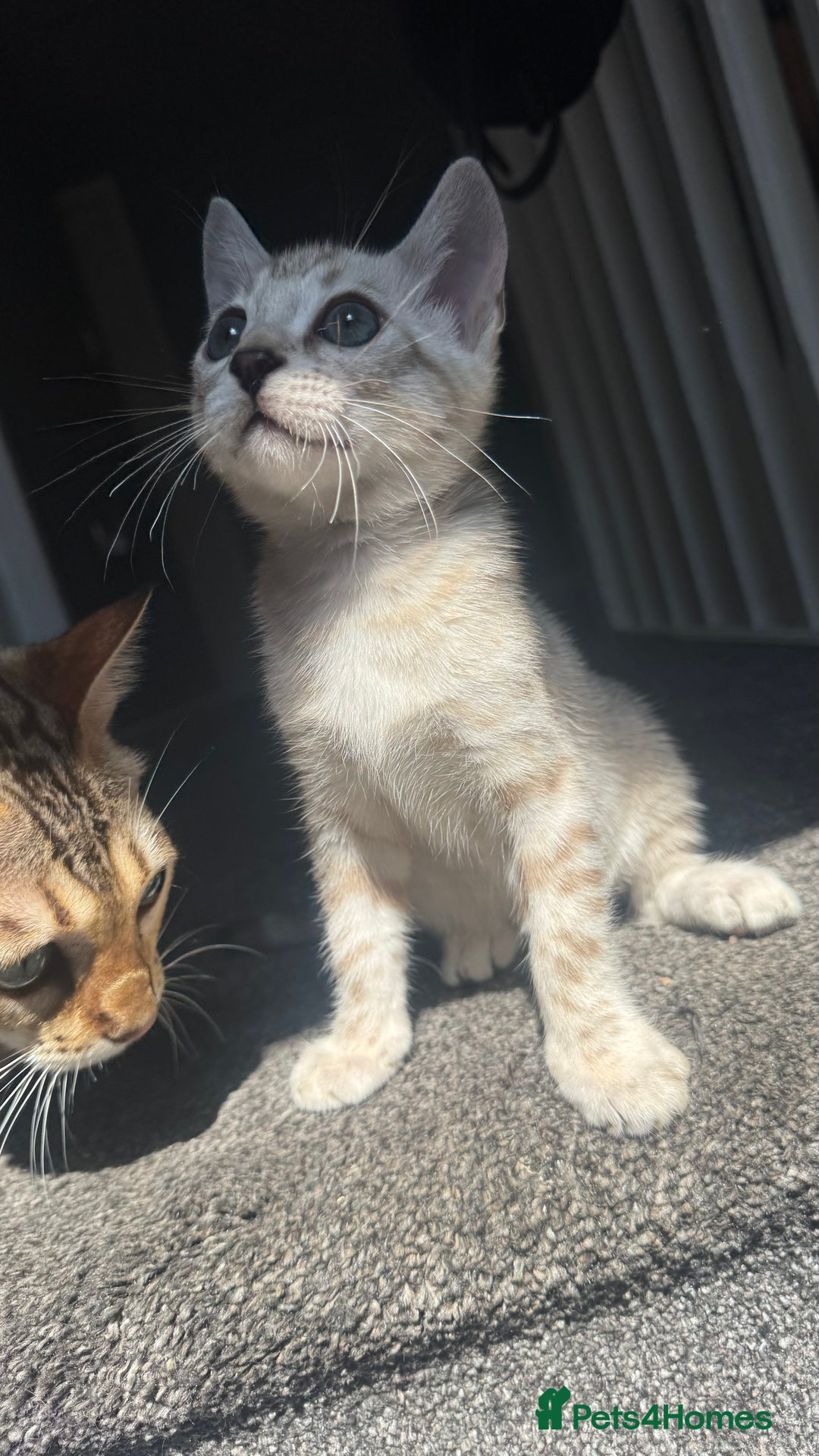 Bengal cats for sale: 🔥🏆OUTSTANDING SHOW BENGALS… READY 26th AUGUST💯 - Image 19
