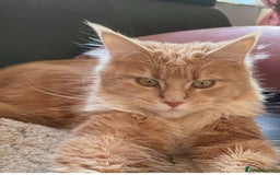 Maine Coon cats for sale: Beautiful Maine Coon kitten Boys - Image 3