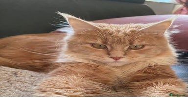 Maine Coon cats - Advert 9