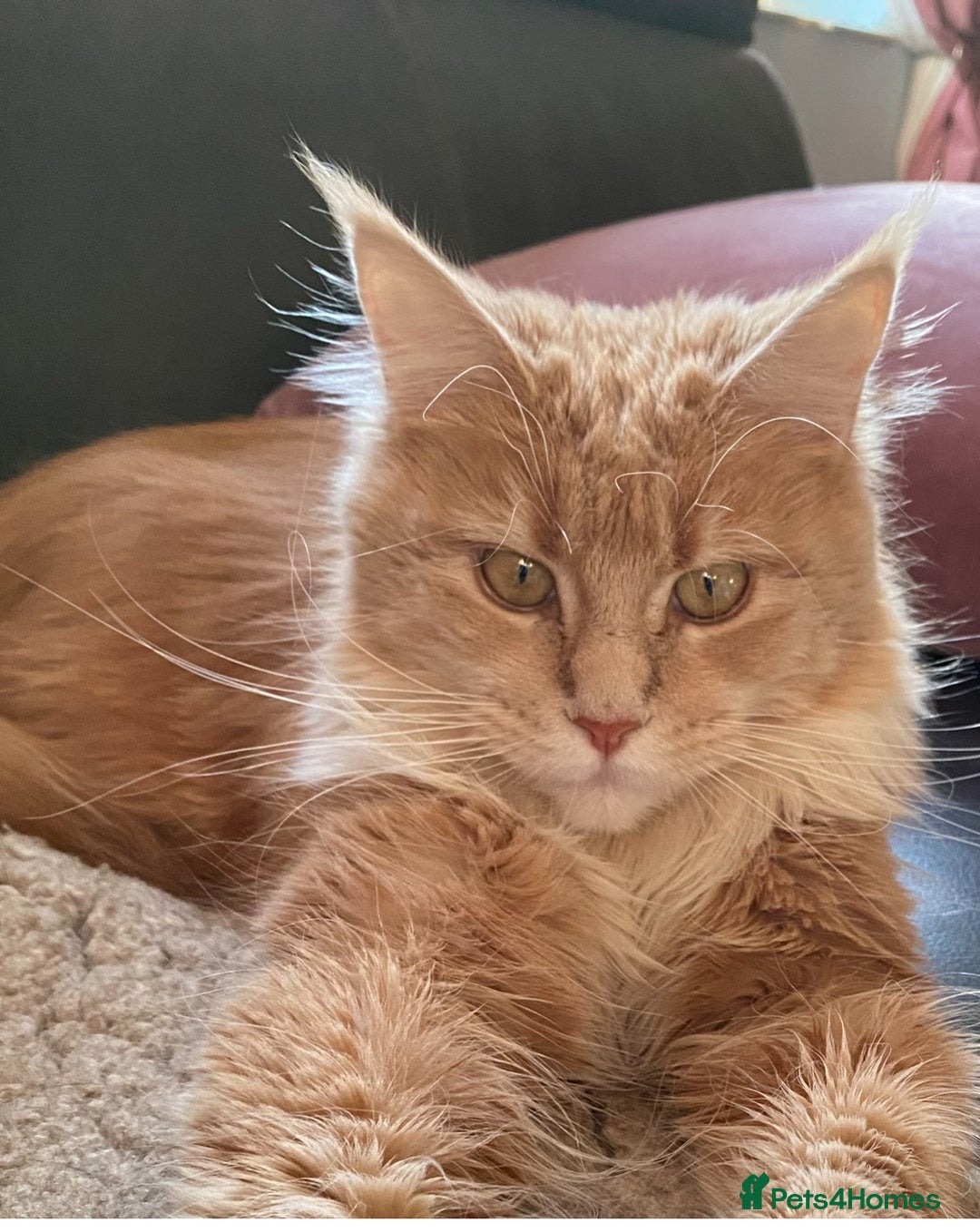Maine Coon cats for sale: Beautiful Maine Coon kitten Boys - Image 3