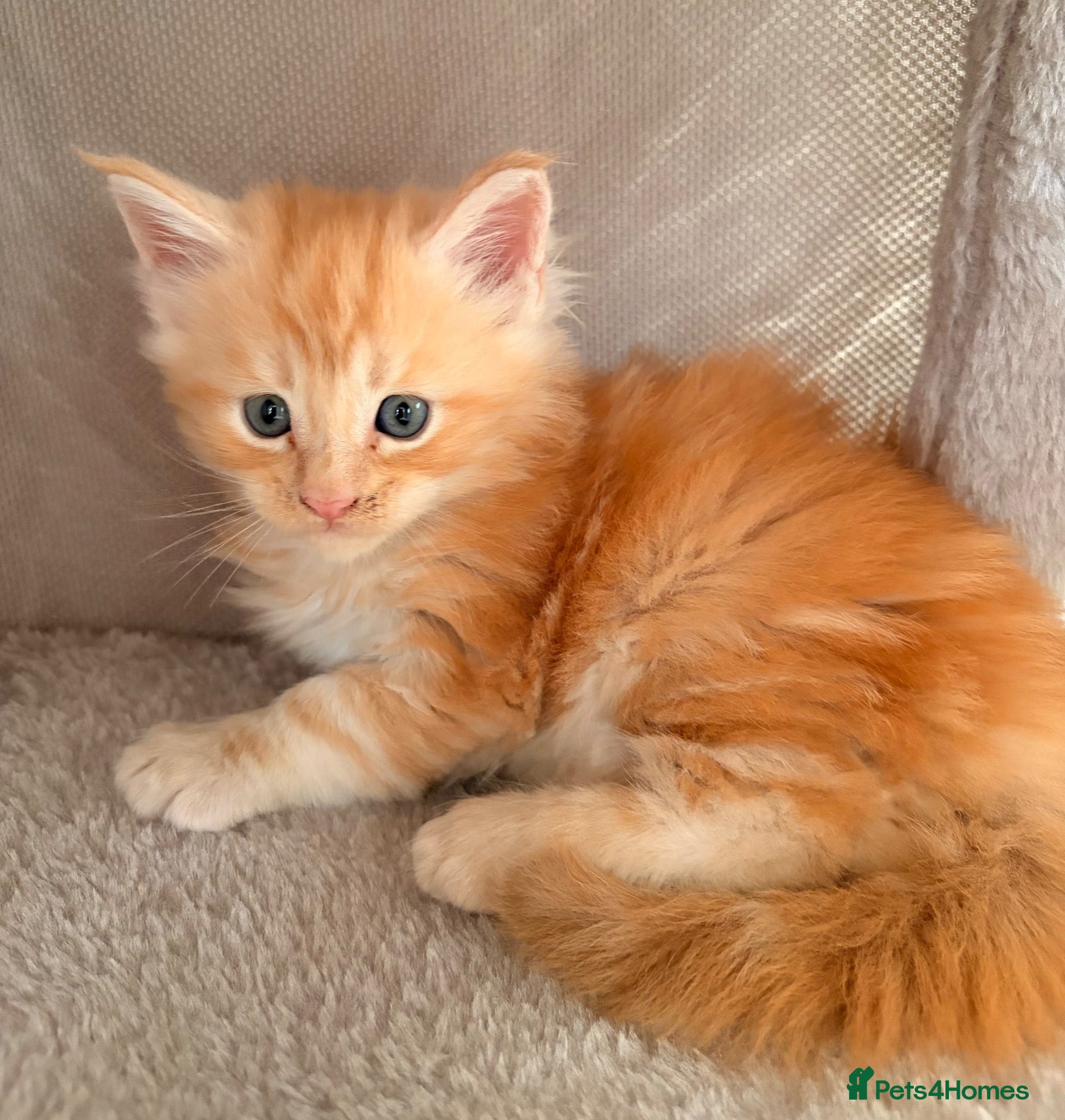 Maine Coon cats Maine coon babies ready to reserve - 2 left - Advert 15