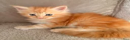 Maine Coon cats for sale: Maine coon babies ready to reserve  - Advert 5