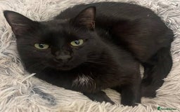 Bombay cats for sale: Bombay kittens for sale  2 male 4 females  - Image 3
