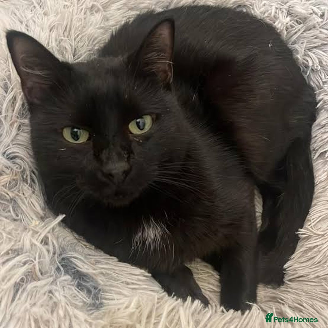 Bombay cats for sale: Bombay kittens for sale  2 male 4 females  - Image 3
