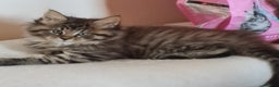Maine Coon cats for sale: Beautiful Pedigree Mainecoons - Advert 5