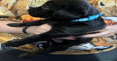 Labrador Retriever dogs - Advert 5