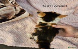 Mixed Breed cats for sale: British Long hair x kittens ONLY 4 FEMALES LEFT - Image 11