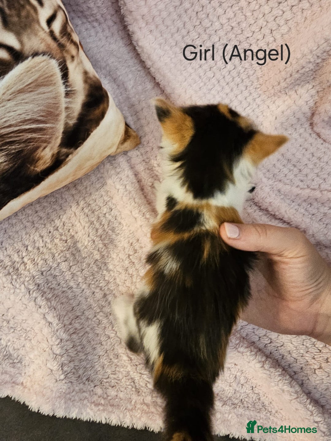 Mixed Breed cats for sale: British Long hair x kittens ONLY 4 FEMALES LEFT - Image 11