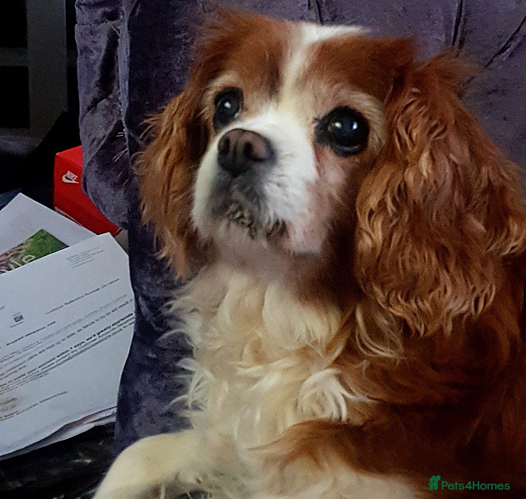 Cavalier King Charles Spaniel dogs for sale: Beautiful king's Chevalier spaniel  - Image 6