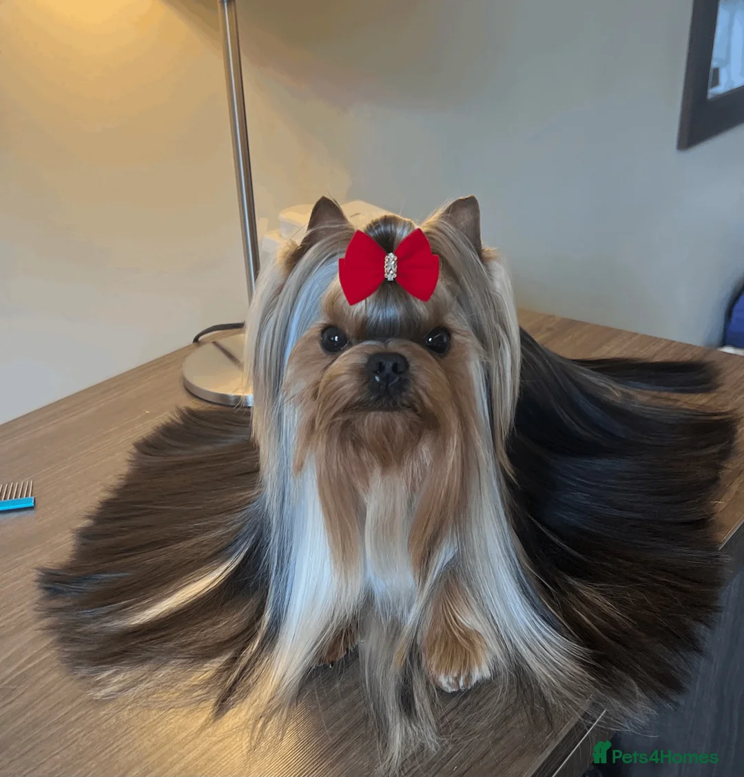 Yorkshire Terrier dogs for sale: Handsome boy KC reg in Liverpool - Advert 1
