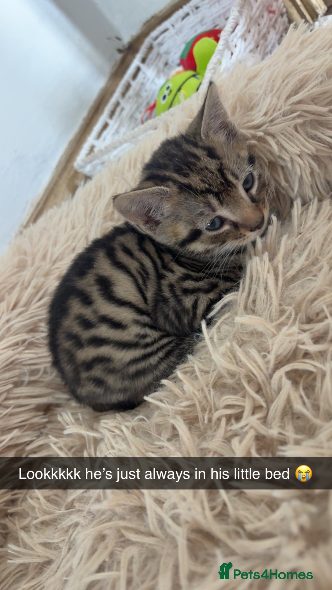 British Shorthair cats for sale: 2 Beautiful Kittens  - Advert 4