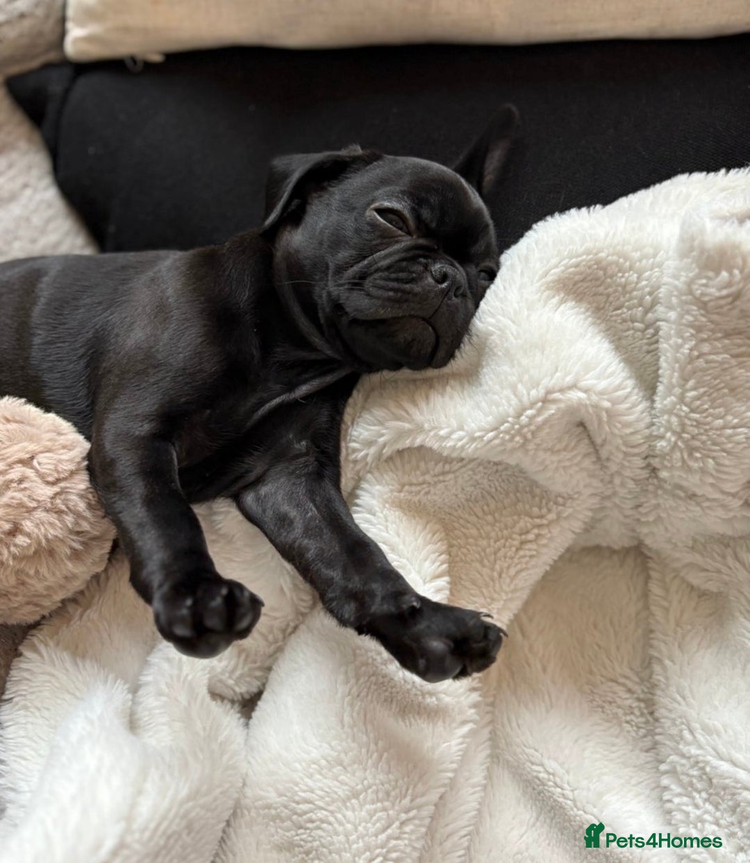 Frug dogs for sale: Frug puppies  - Advert 4