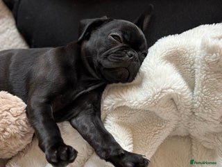 Frug dogs - Advert 4