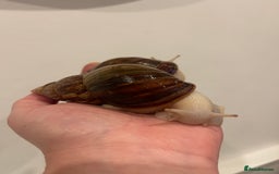 Snails invertebrates for sale: 11 Giant African Land Snails (Achantina Fulica) - Image 8