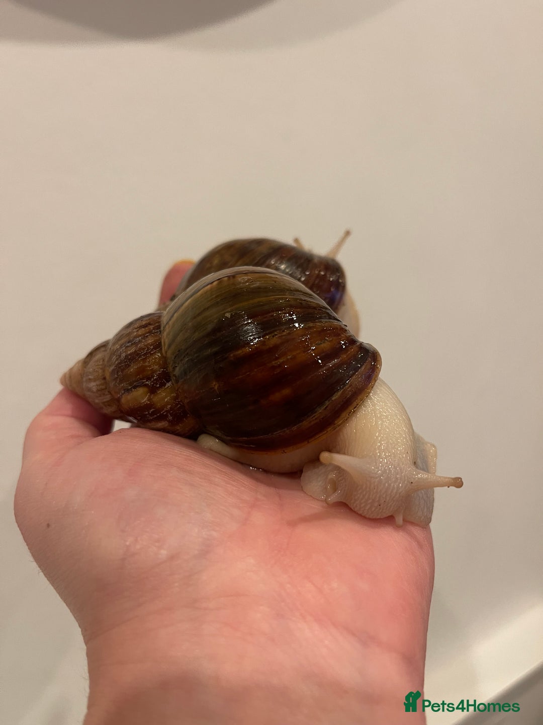 Snails invertebrates for sale: 11 Giant African Land Snails (Achantina Fulica) - Image 8
