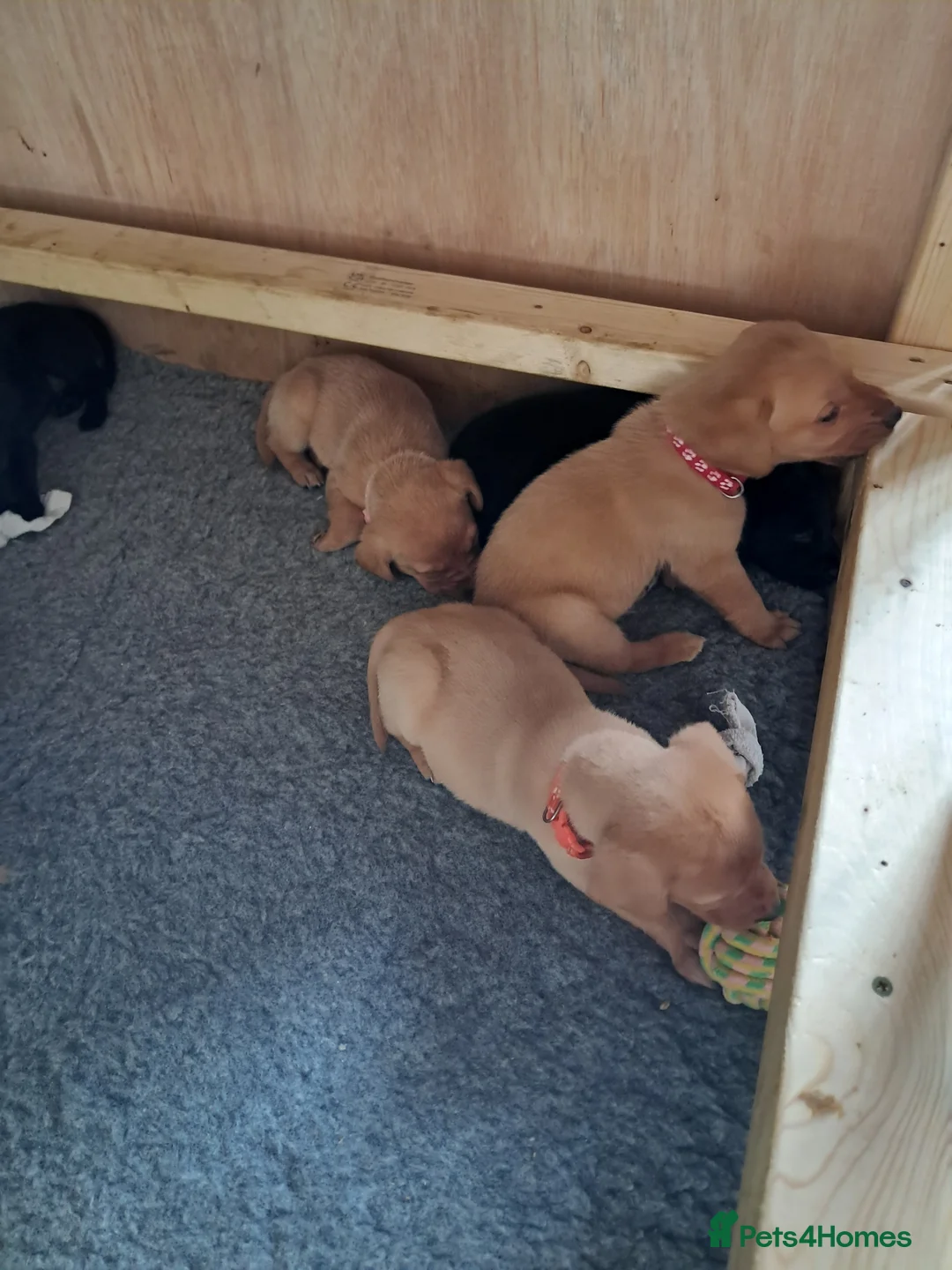 Labrador Retriever dogs for sale: Labrador Puppies - Advert 5