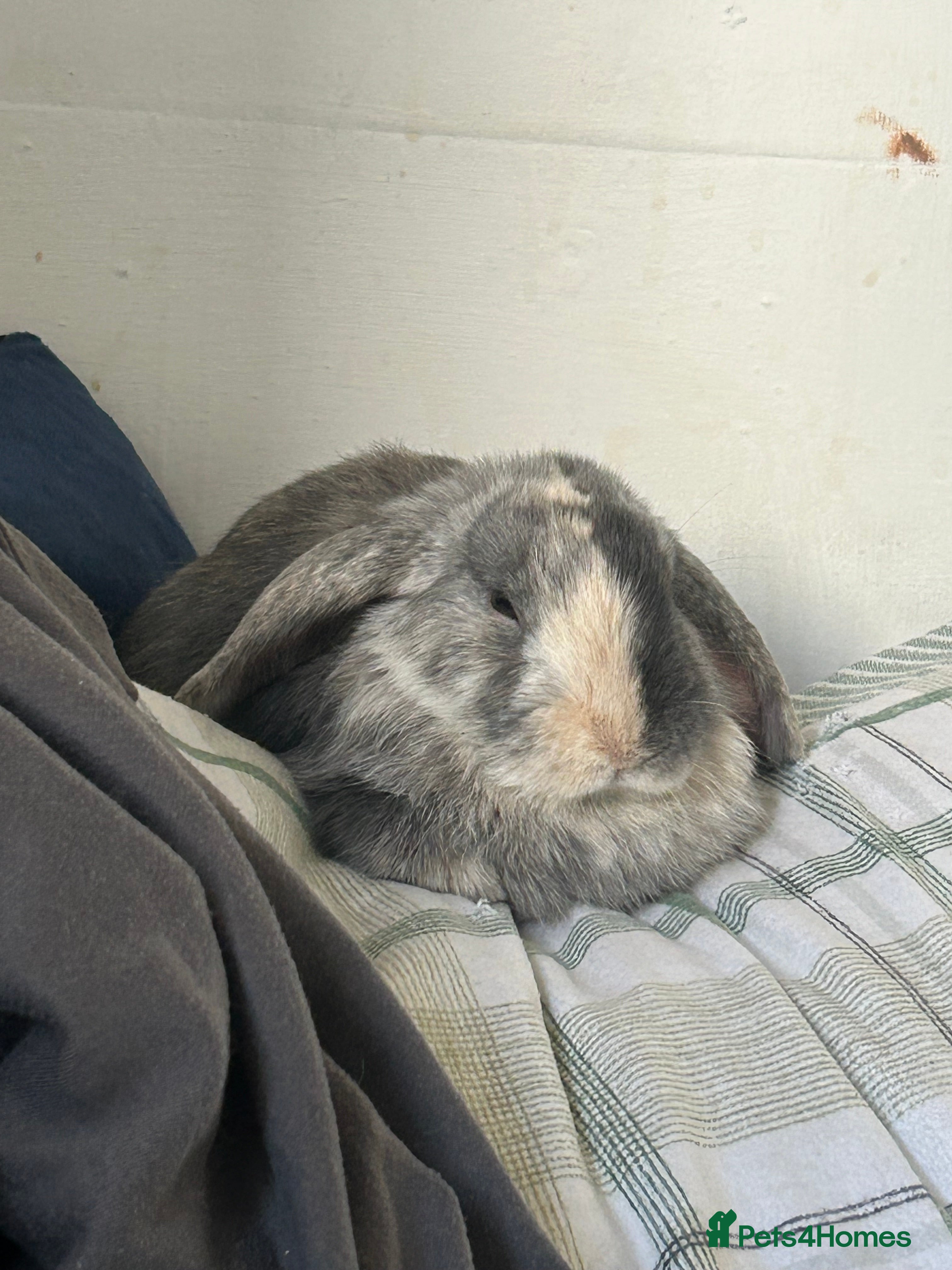 Mini Lop rabbits Holland lops for sale  - Advert 16