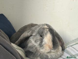 Mini Lop rabbits Holland lops for sale - Advert 8