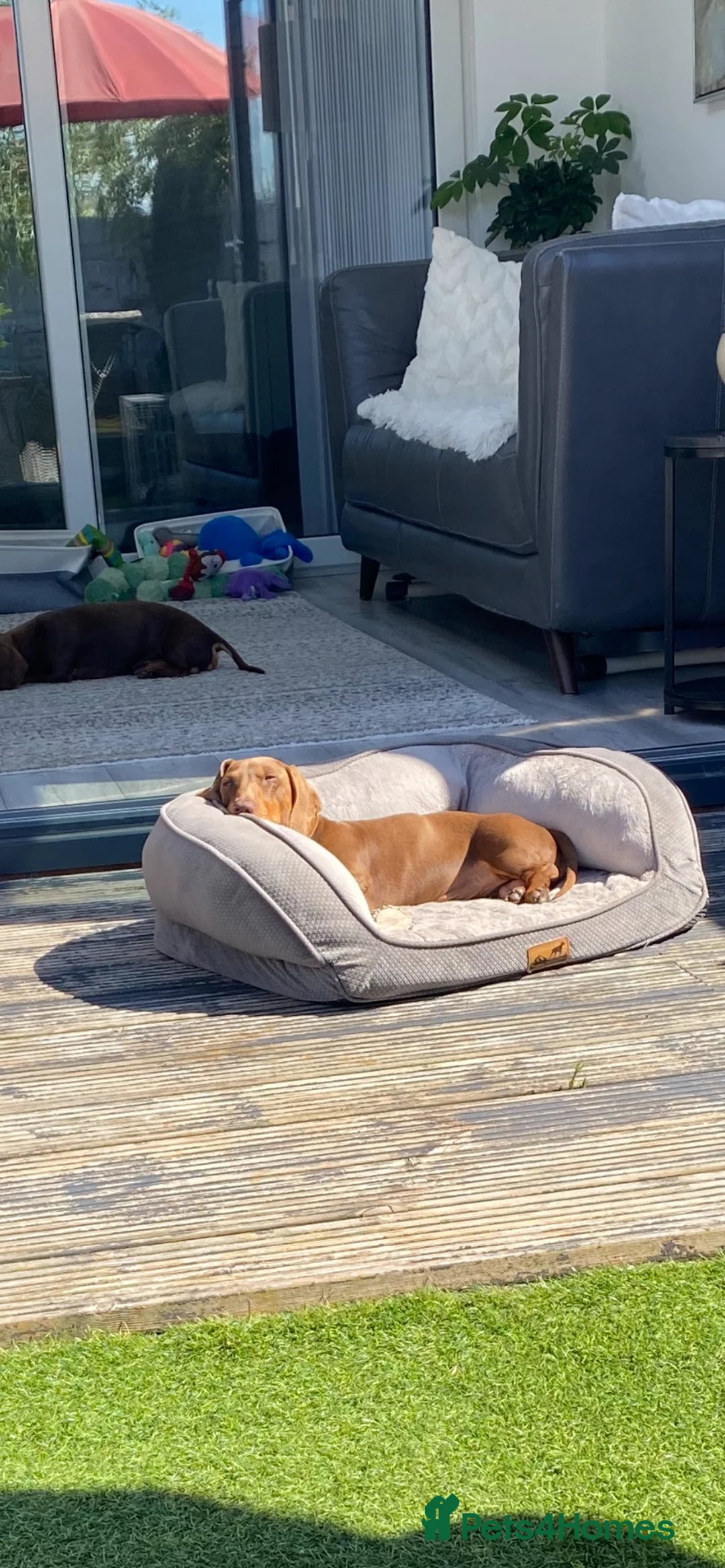 Miniature Dachshund dogs for sale: Miniature dachshund  - Advert 3