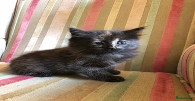 Mixed Breed cats - Advert 15
