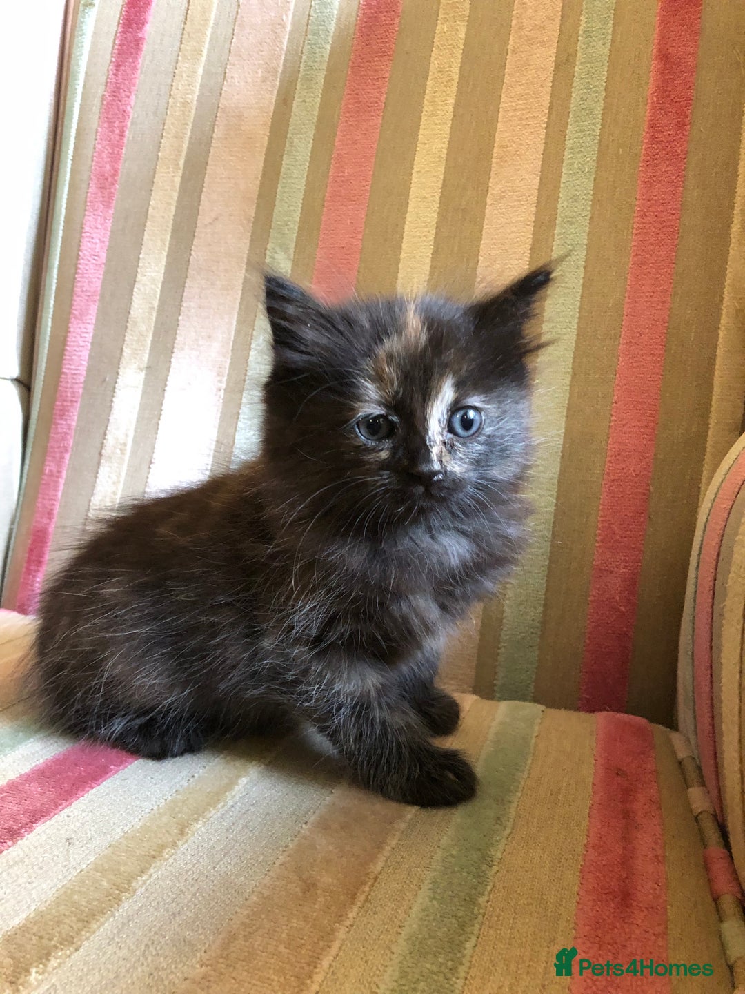 Mixed Breed cats for sale: Violet’s kittens - Image 2