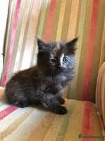 Mixed Breed cats - Advert 7