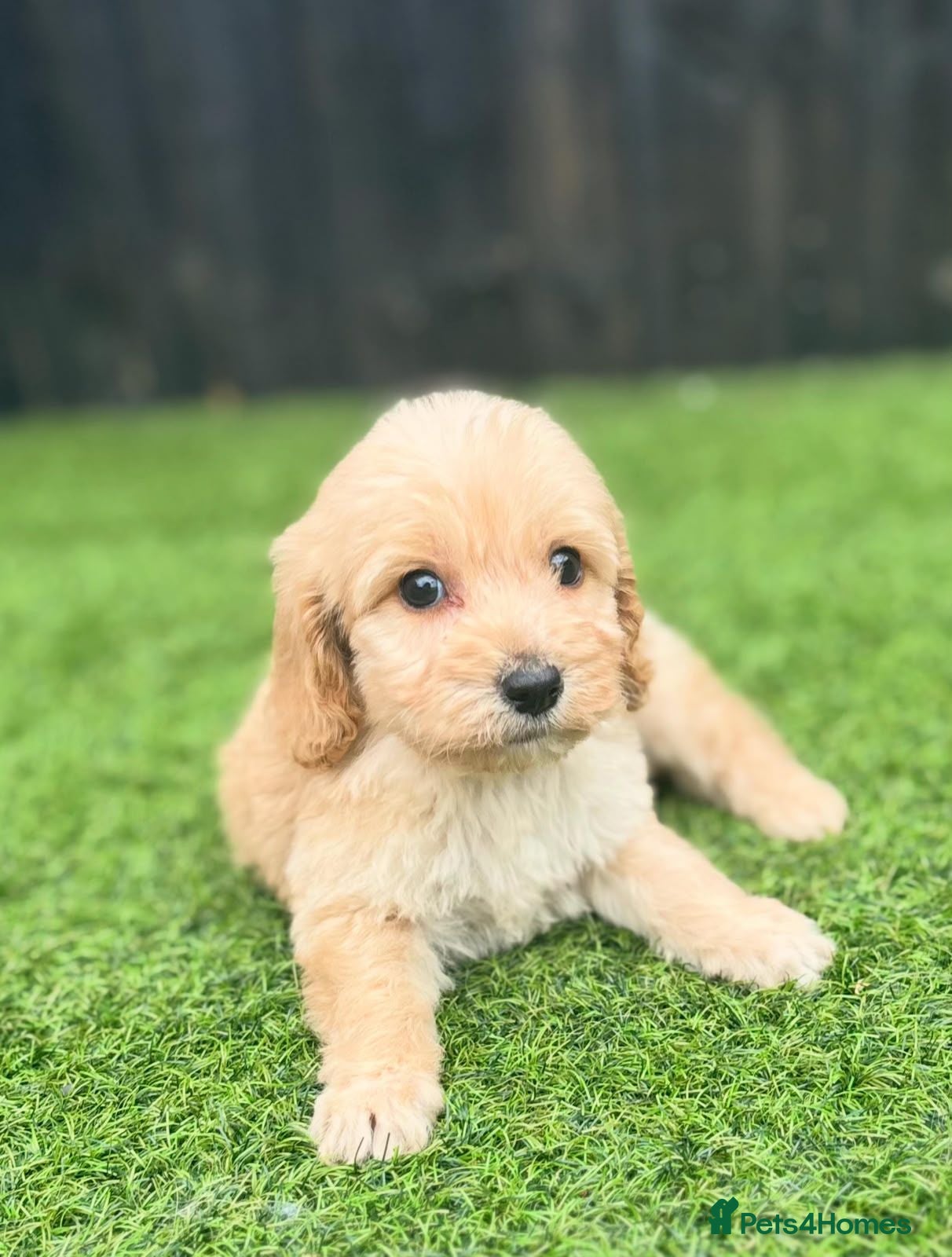 Cockapoo dogs Beautiful cockerpoo puppies - Advert 1