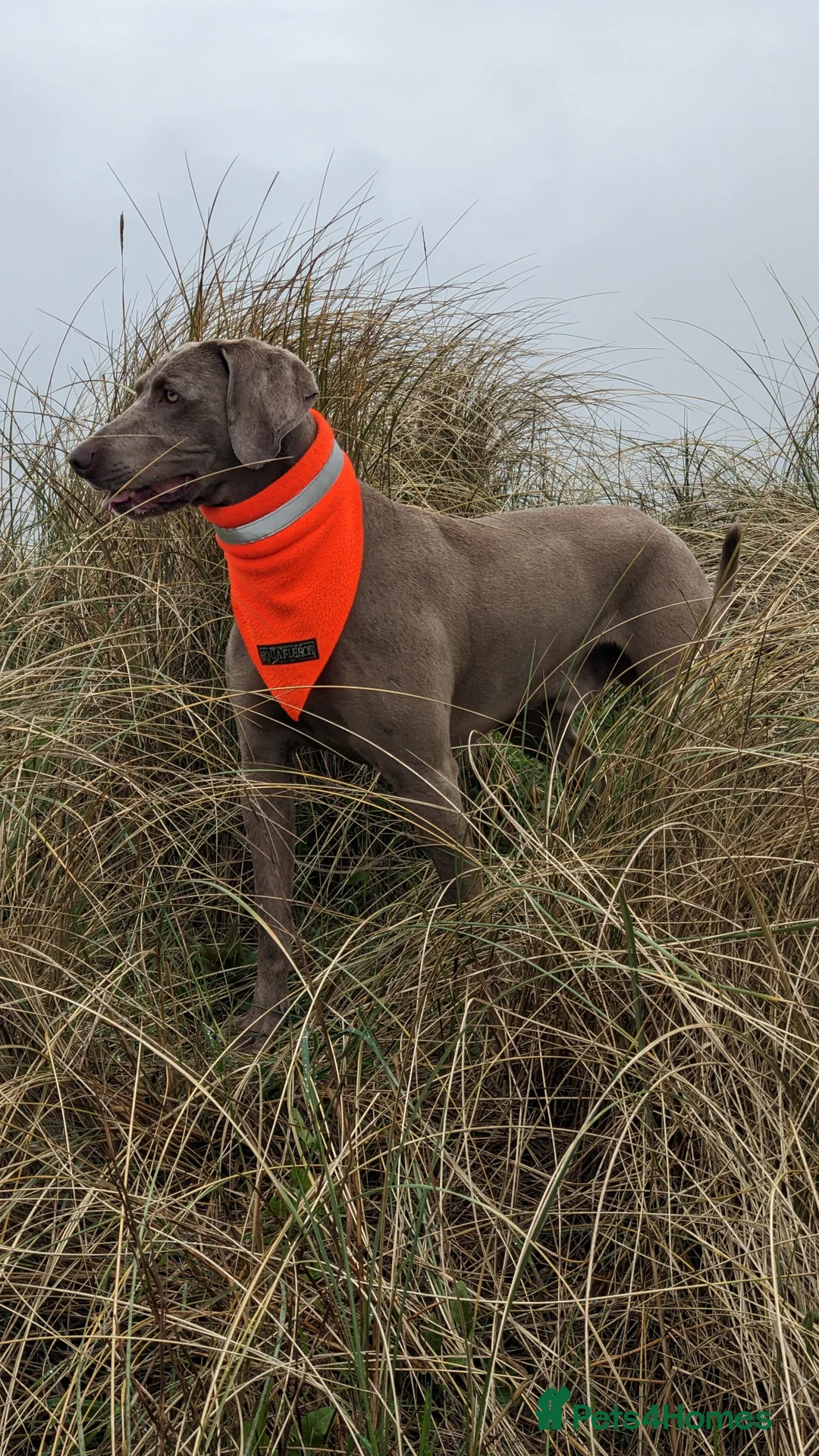 Weimaraner dogs for stud: Athletic Weimaraner to stud - Advert 1