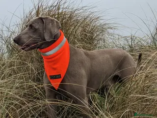 Weimaraner dogs Athletic Weimaraner to stud - Advert 4