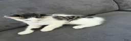 Mixed Breed cats for sale: 1 male kitten - Advert 20