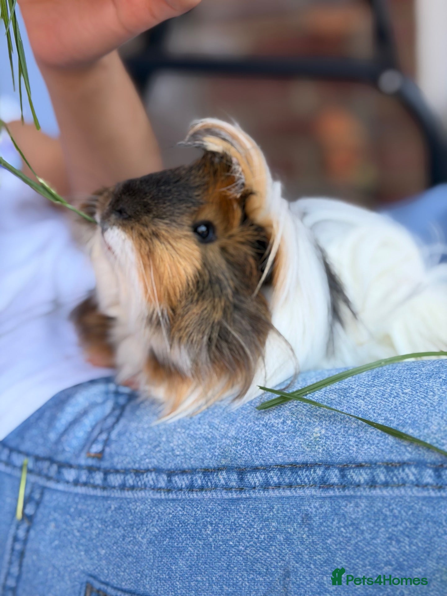 Guinea Pig rodents Caramel and Mellow - Advert 1