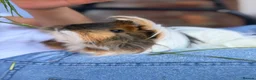 Guinea Pig rodents for sale: Caramel and Mellow in Aylesbury - Advert 1