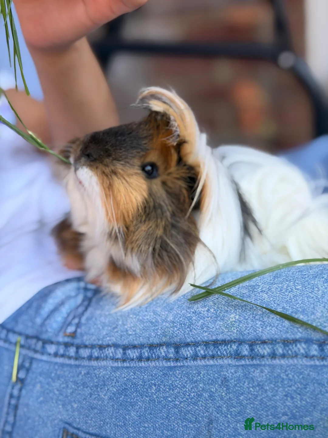 Guinea Pig rodents for sale: Caramel and Mellow in Aylesbury - Advert 1