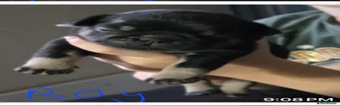 Boy