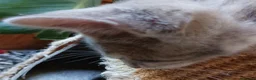 Mixed Breed cats for sale: Half Bengal kittens for sale in Bournemouth - Advert 6