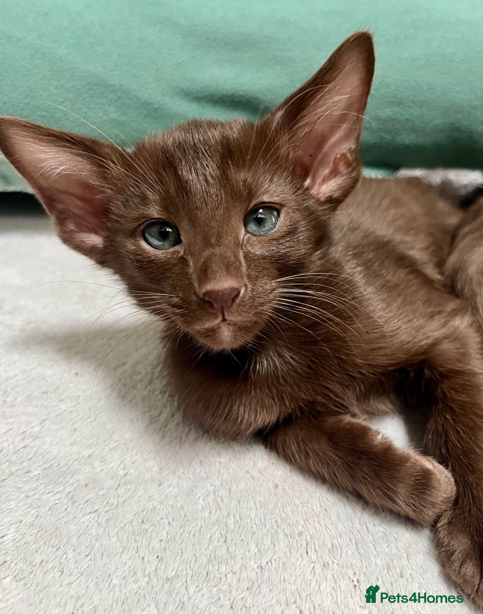 Oriental cats Supreme pedigree GCCF registered oriental kittens - Advert 5