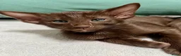 Oriental cats for sale: Supreme pedigree GCCF registered oriental kittens - Advert 8