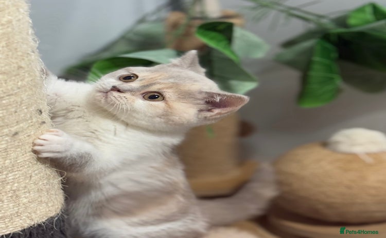 British Shorthair cats - Advert 11