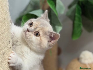 British Shorthair cats - Advert 21