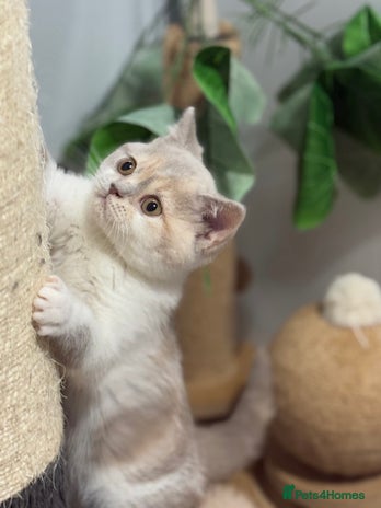 British Shorthair cats - Advert 6