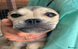 Mixed Breed dogs for adoption: Bugsy, approx 6 mnths. Available for adoption.  - Image 15