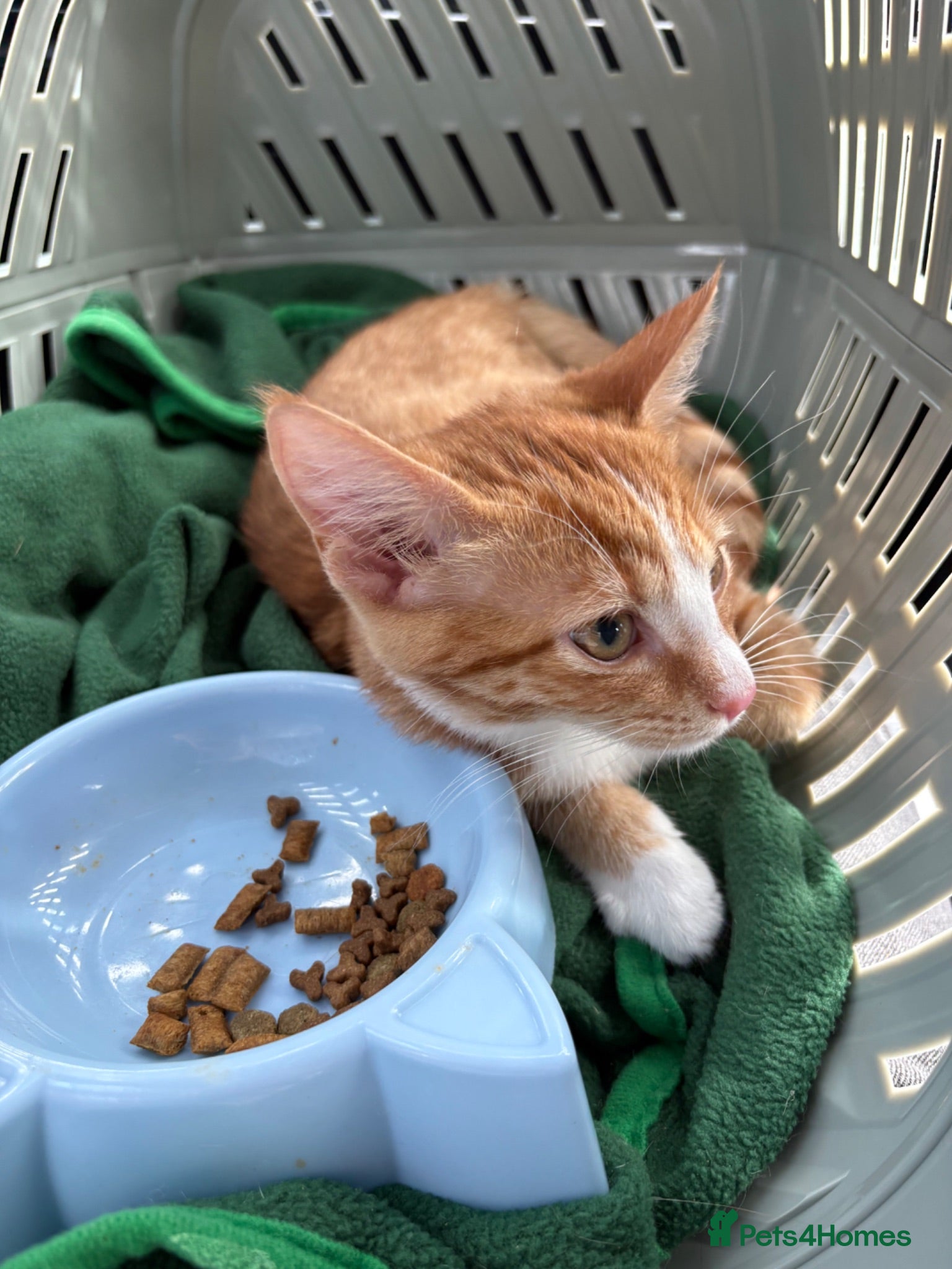 Mixed Breed cats Fluffy Ginger and White Female Kitten - Advert 3