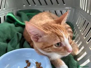 Mixed Breed cats Fluffy Ginger and White Female Kitten - Advert 3