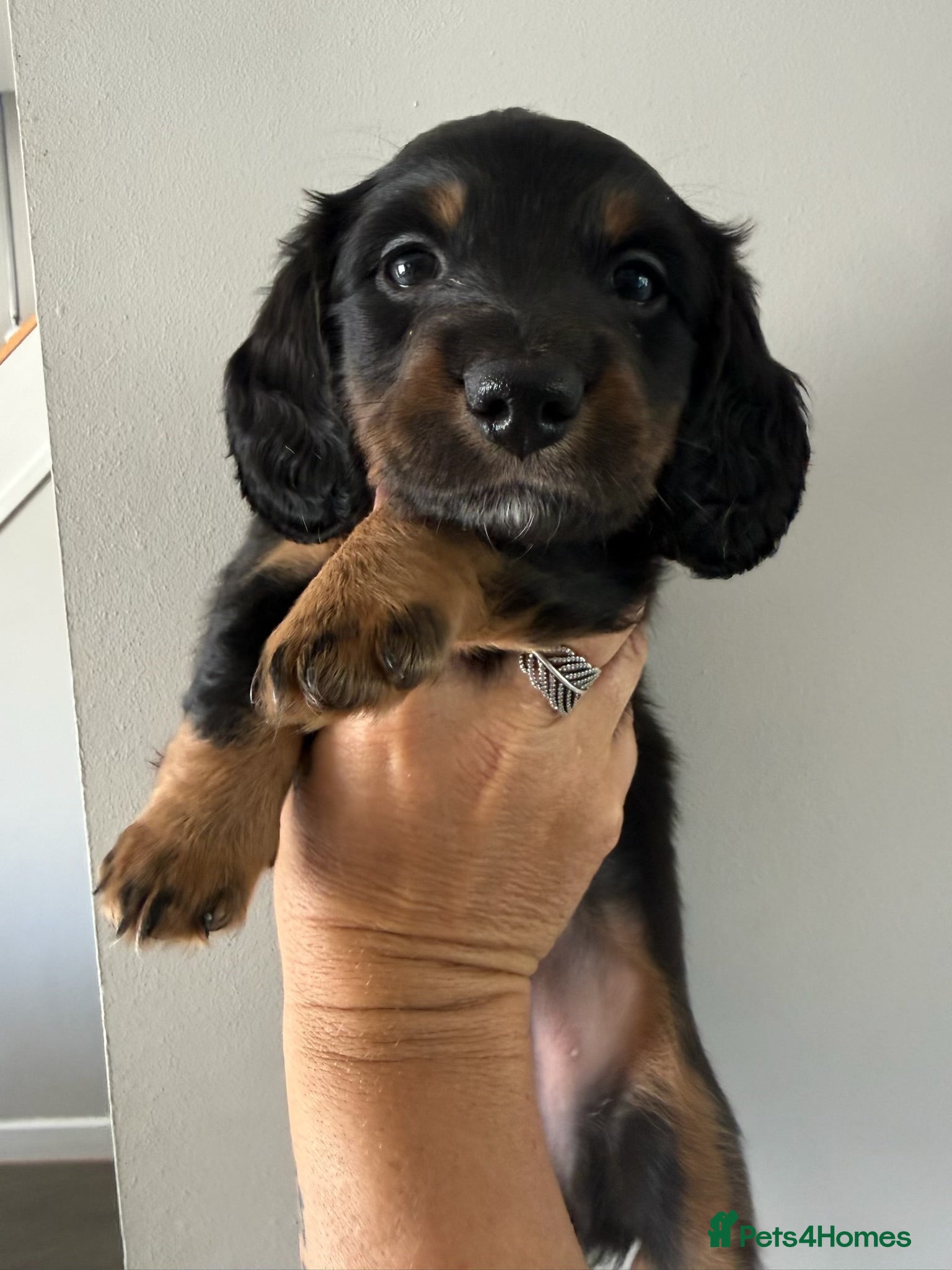 Miniature Dachshund dogs ONE LEFT KC REG LONG Hair Miniature Dachshund Pups - Advert 1